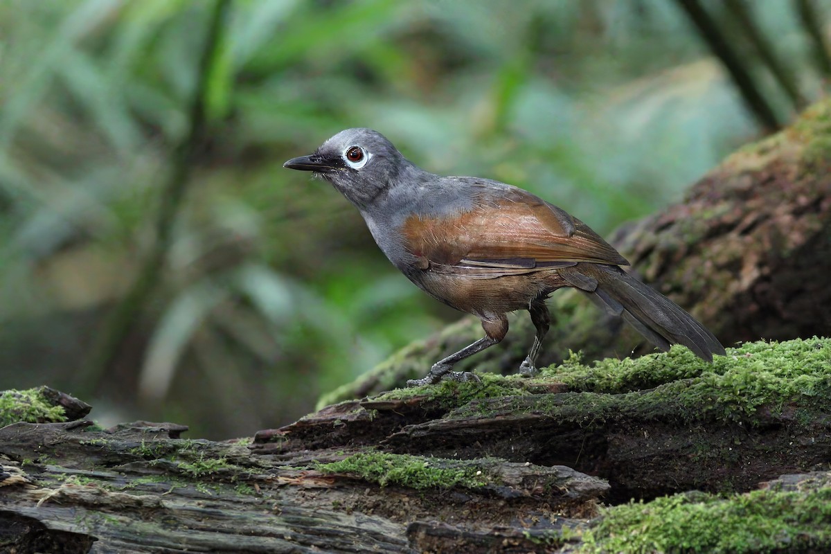 Зондская кустарница - ML647114297