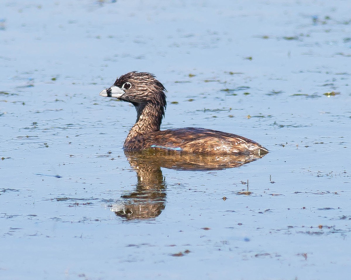 Пестроклювая поганка - ML647114302