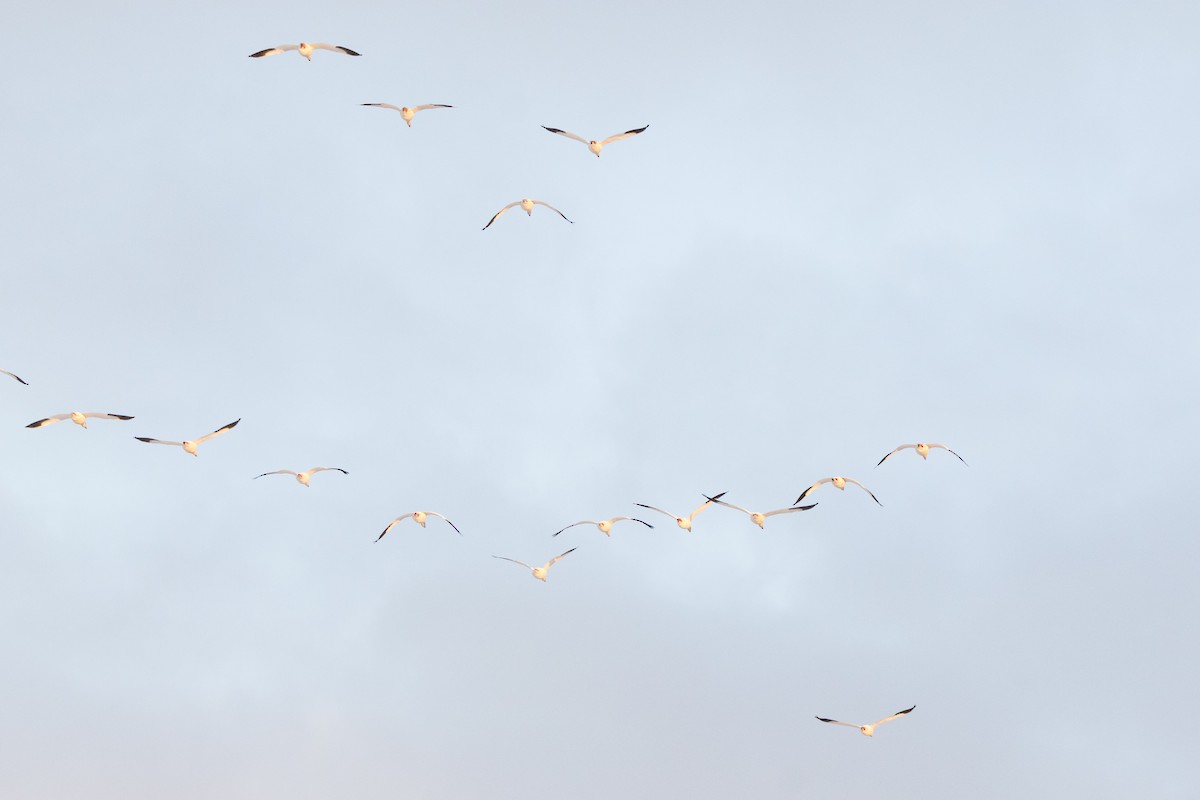 Белый гусь - ML647114303