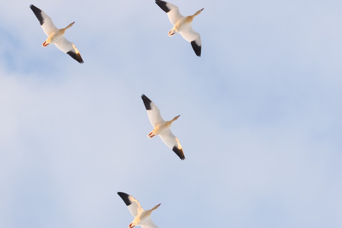 Белый гусь - ML647114304