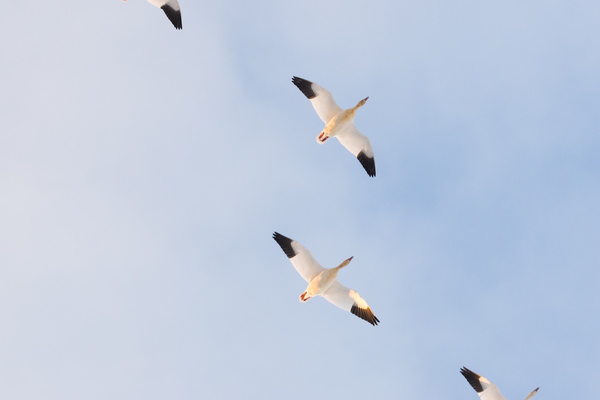 Белый гусь - ML647114305