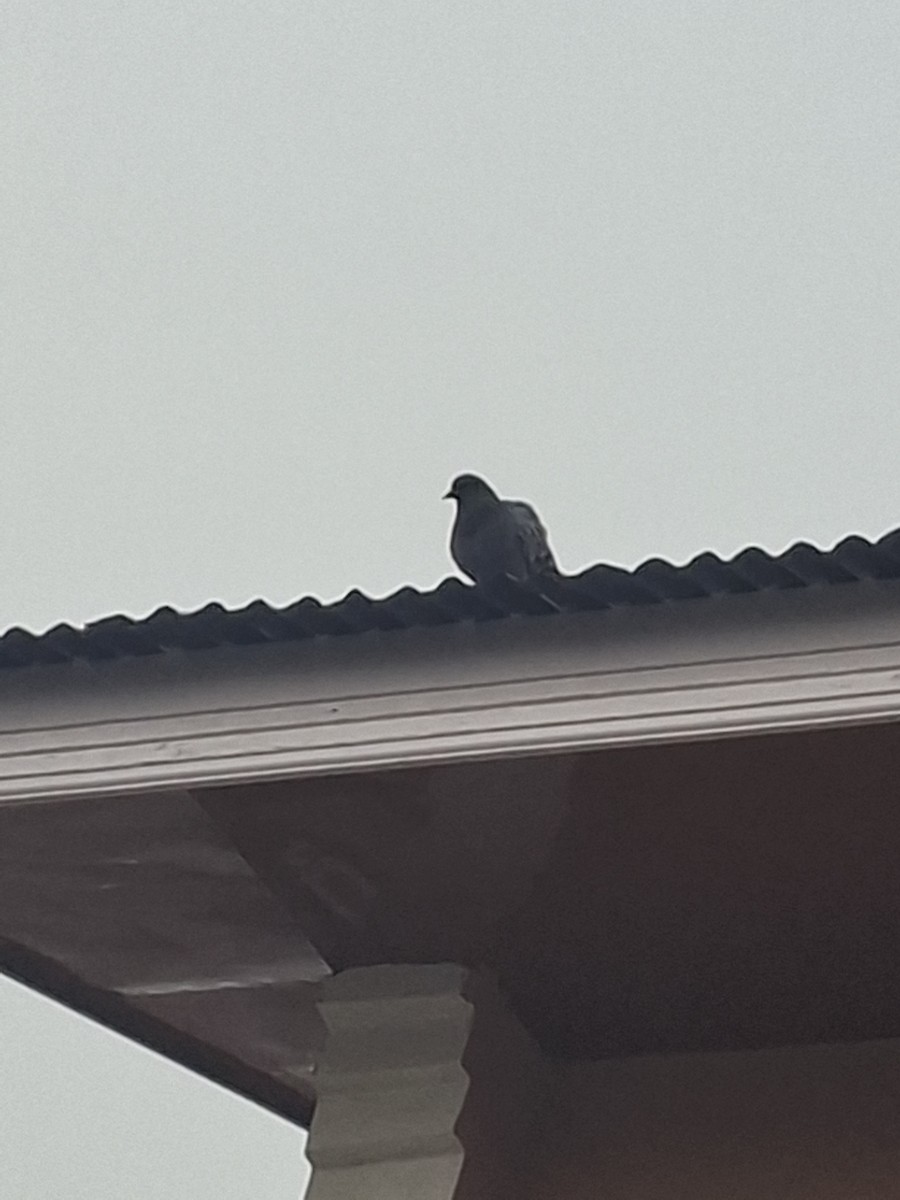 Piccione domestico - ML647114308