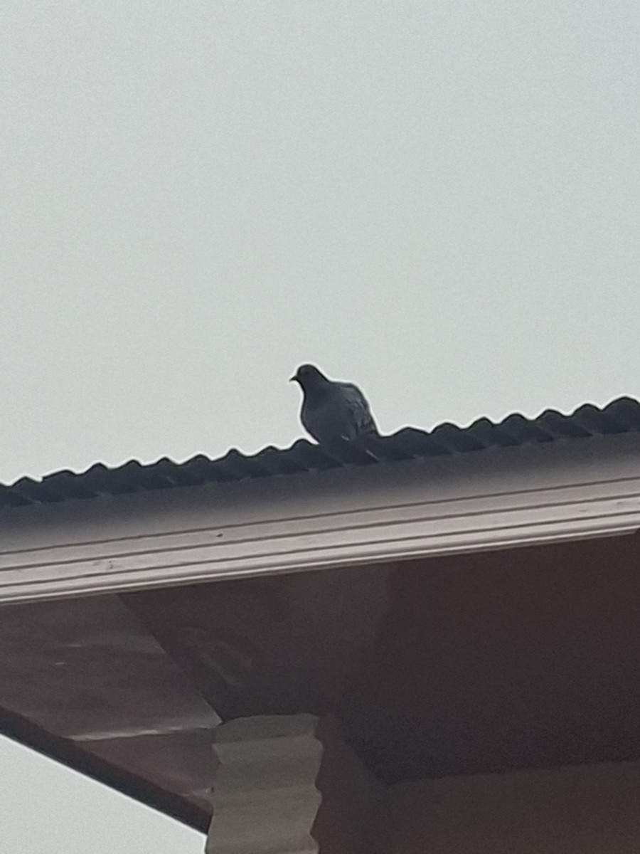 Piccione domestico - ML647114310