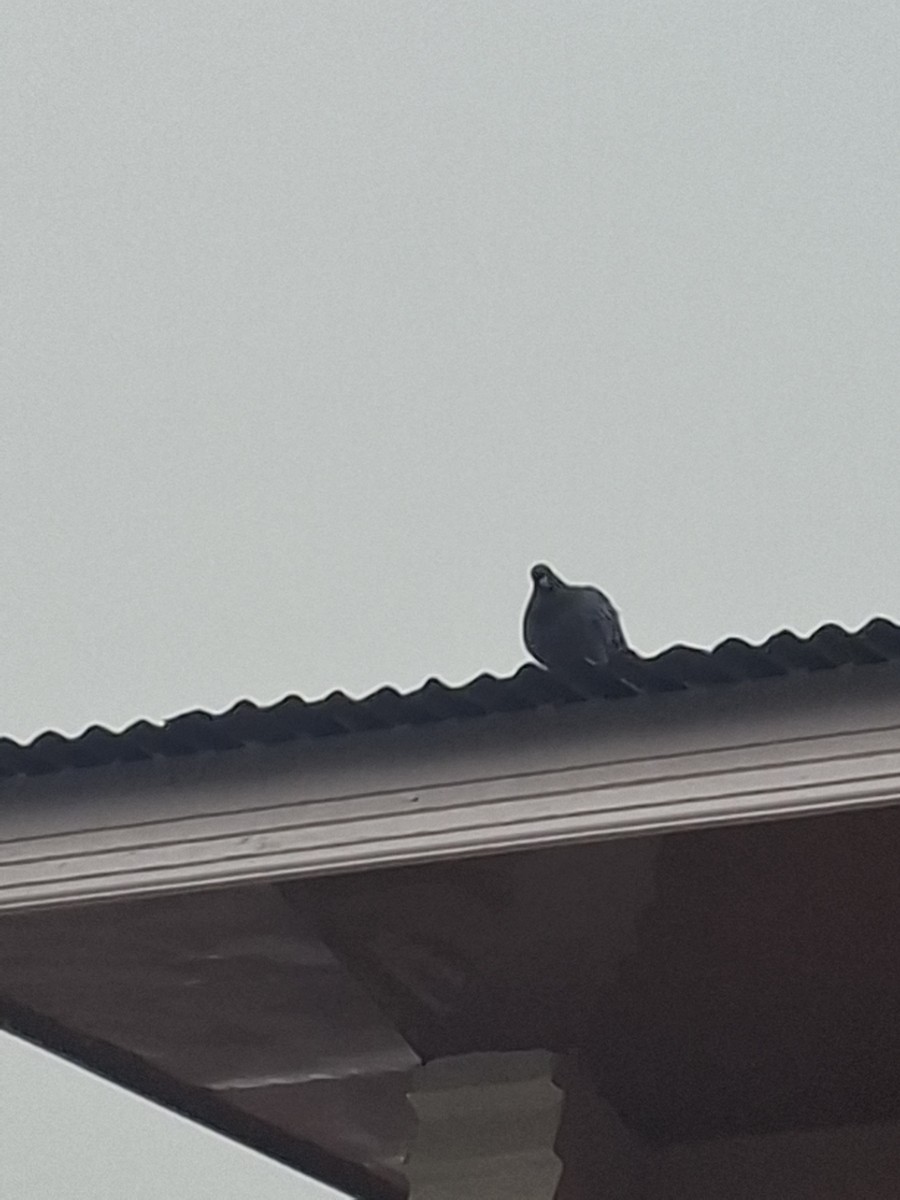 Piccione domestico - ML647114311