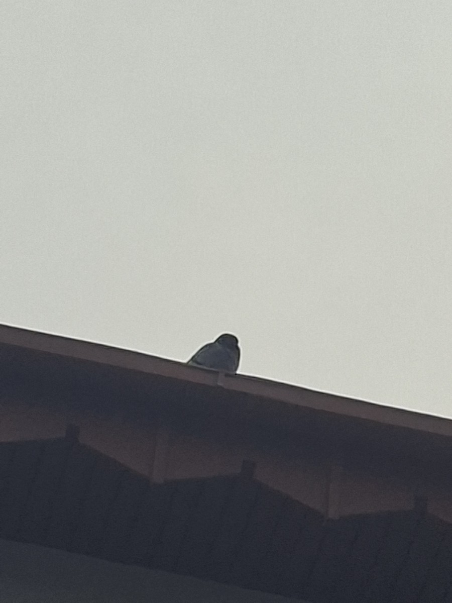 Piccione domestico - ML647114312