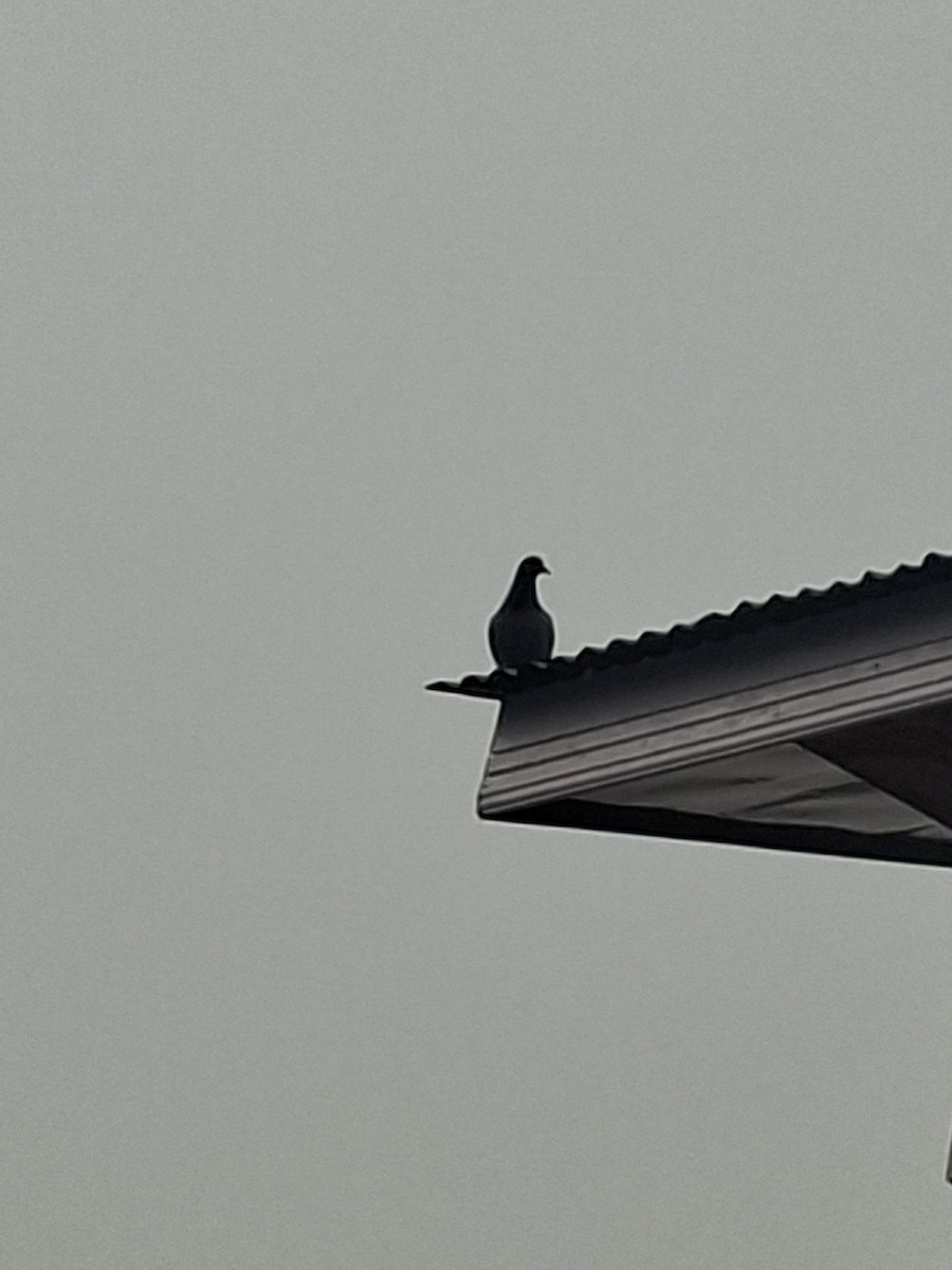 Piccione domestico - ML647114314