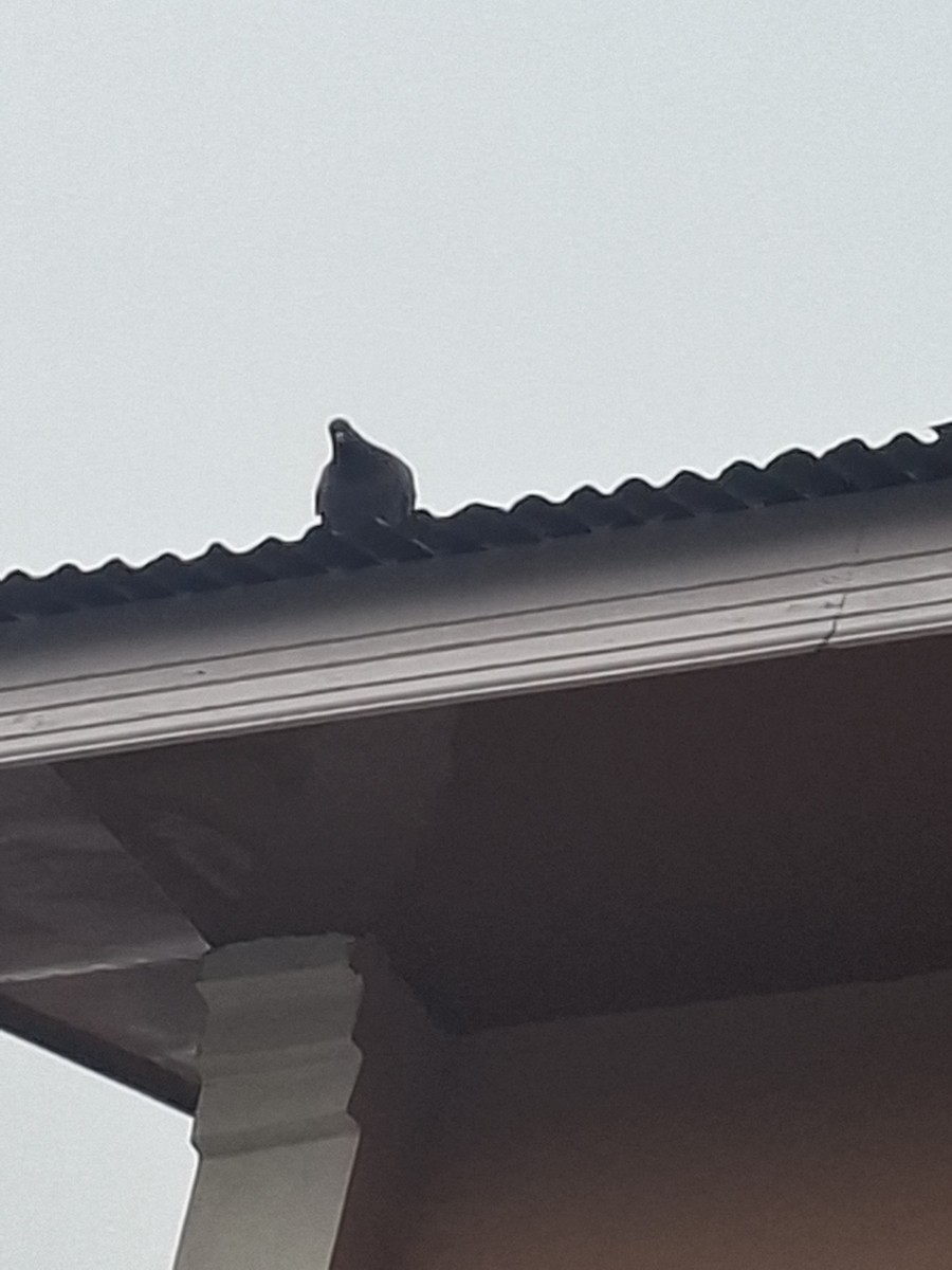 Piccione domestico - ML647114315