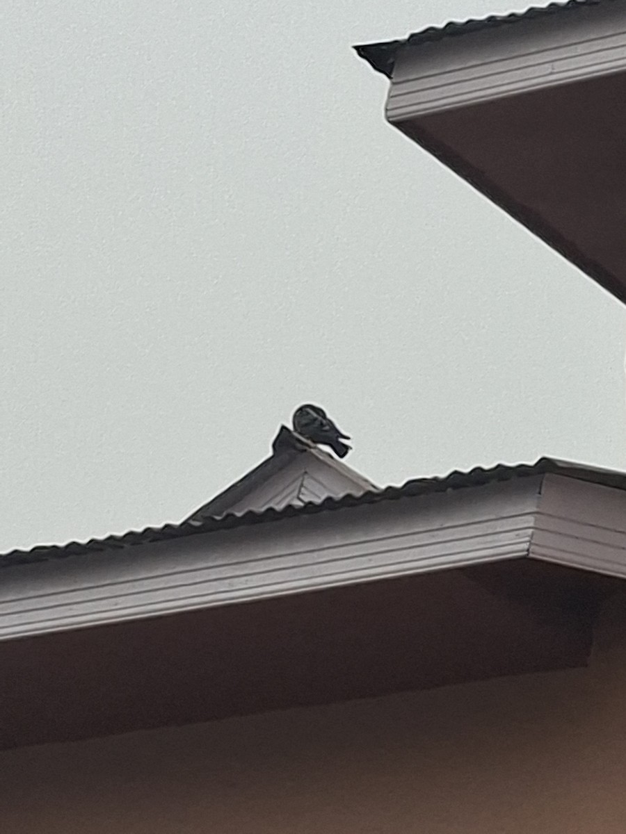 Piccione domestico - ML647114316