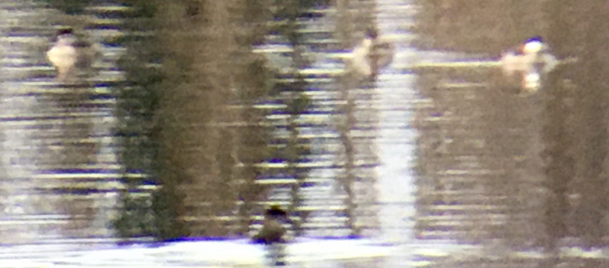 Американская савка - ML647114336