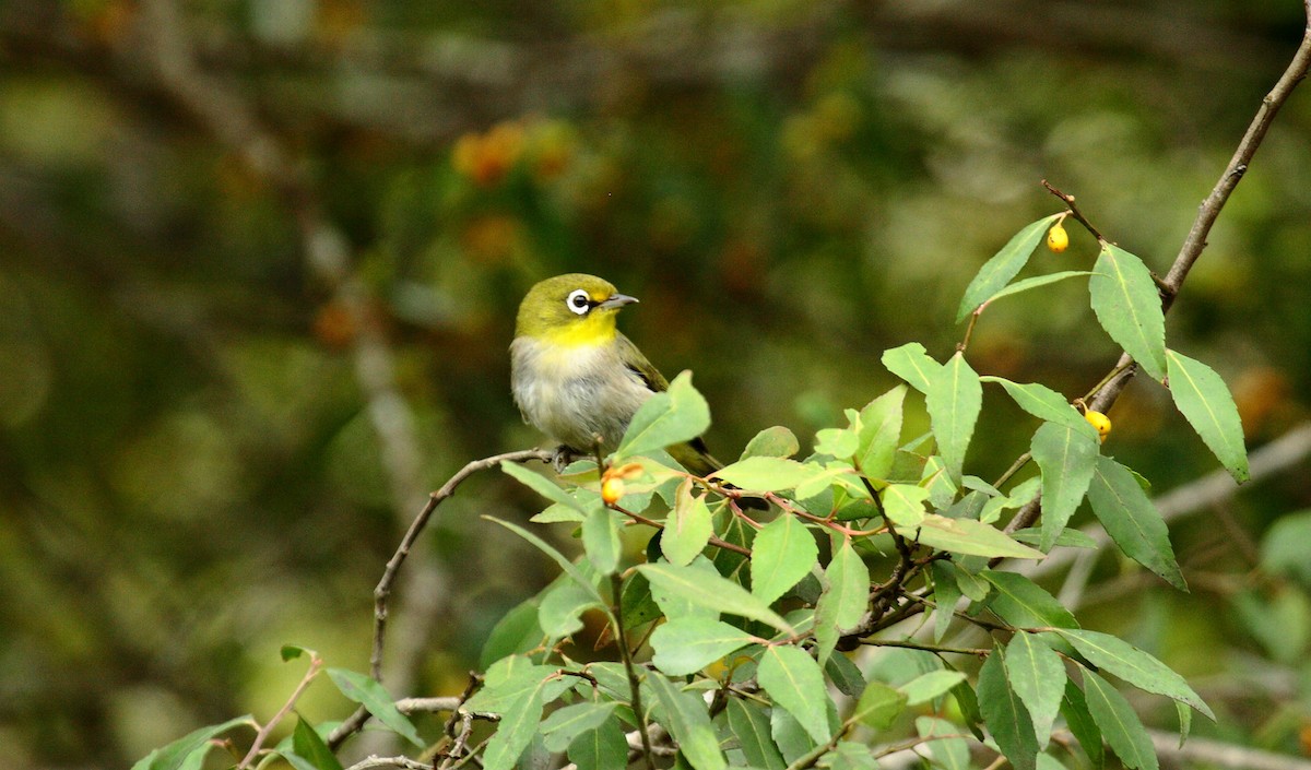 Kapbrillenvogel (capensis) - ML647114341