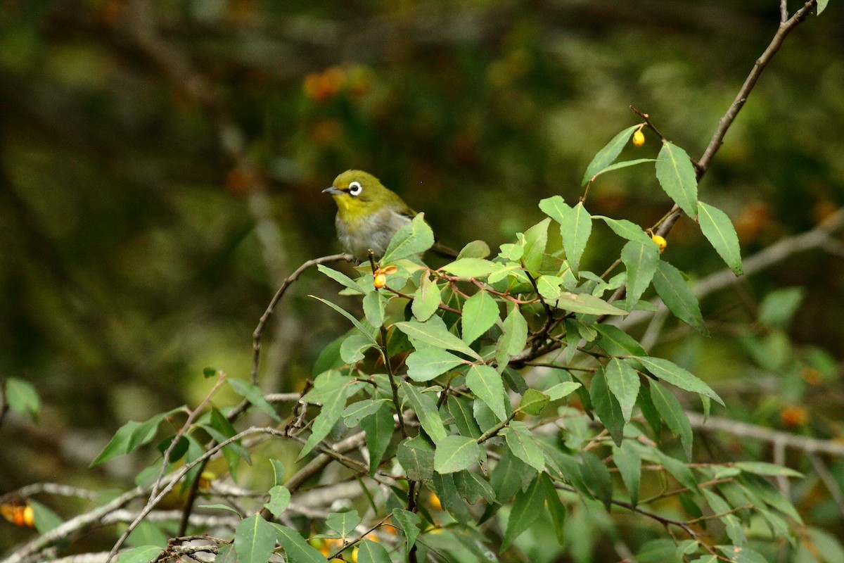 Kapbrillenvogel (capensis) - ML647114342
