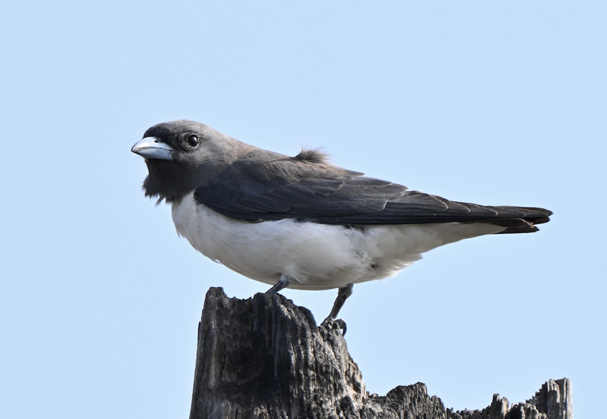 White-breasted Woodswallow - ML647114347