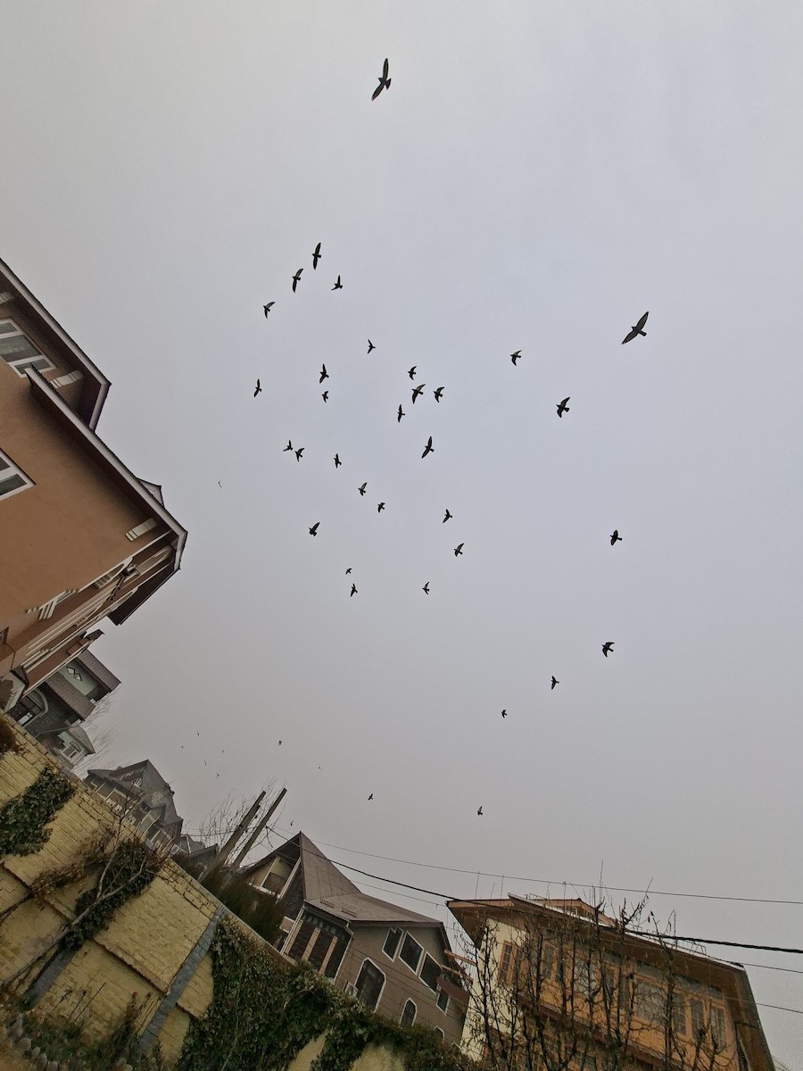 Piccione domestico - ML647114352