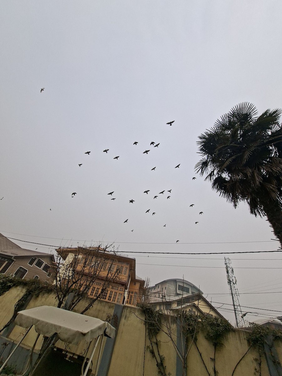 Piccione domestico - ML647114353