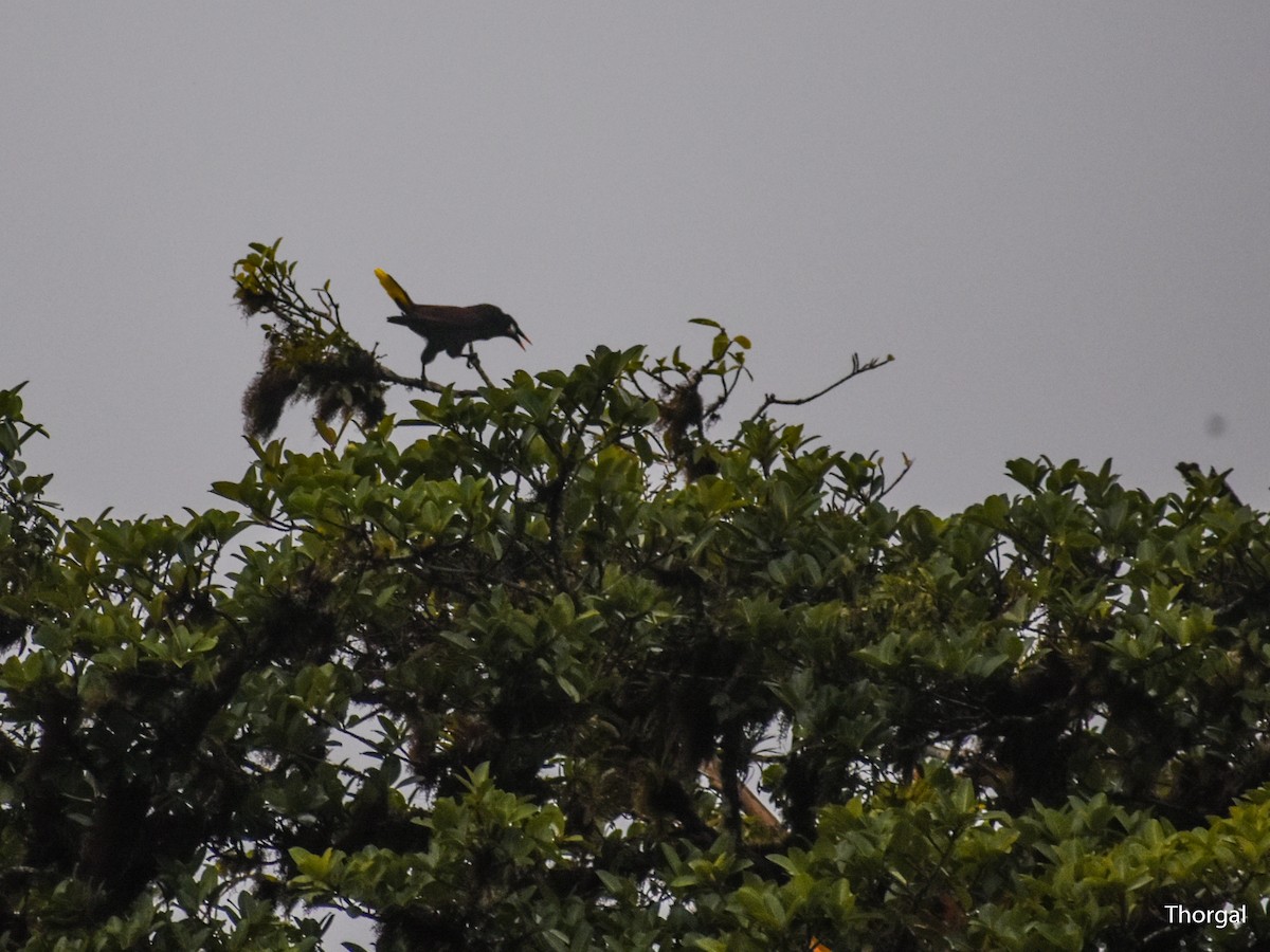 Montezuma Oropendola - ML647114355