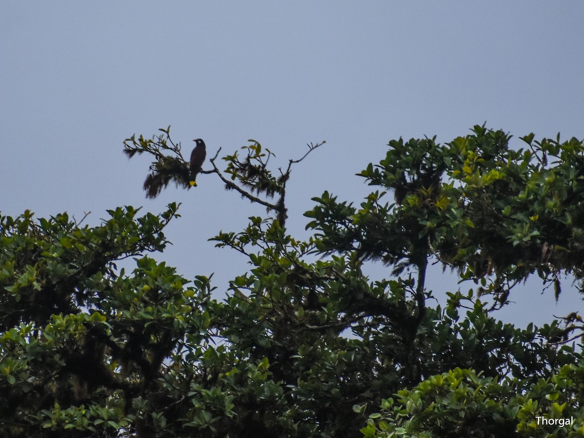 Montezuma Oropendola - ML647114356