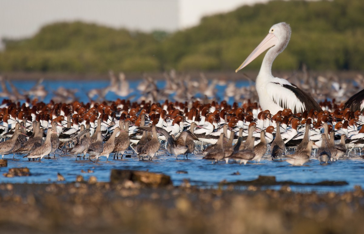 Red-necked Avocet - ML647114384