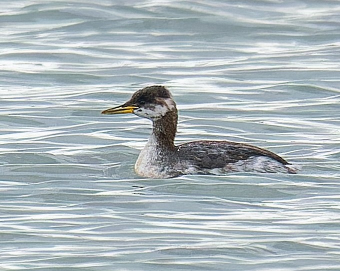 Red-necked Grebe - ML647114385