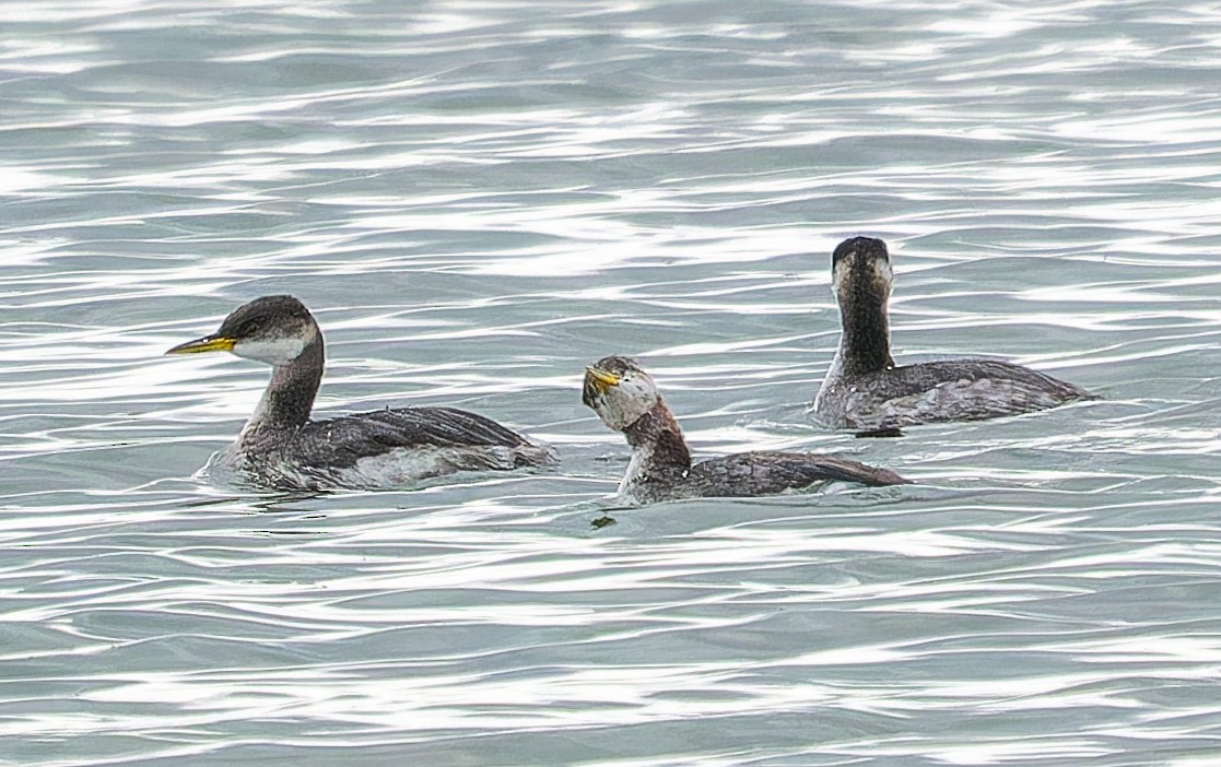 Red-necked Grebe - ML647114386