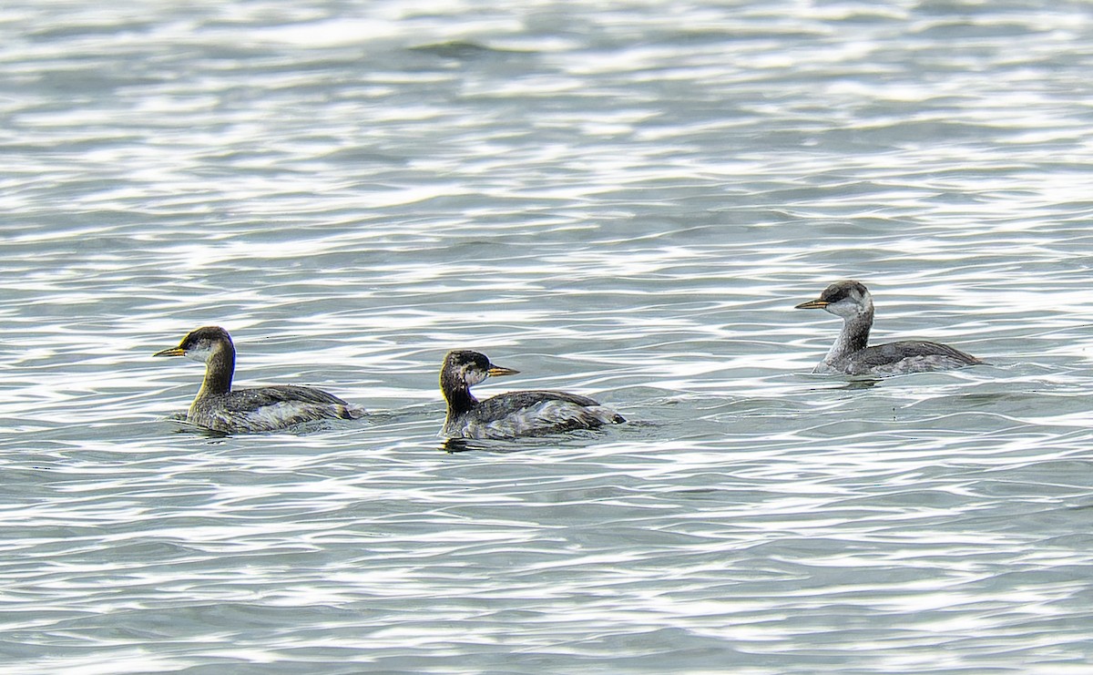 Red-necked Grebe - ML647114387