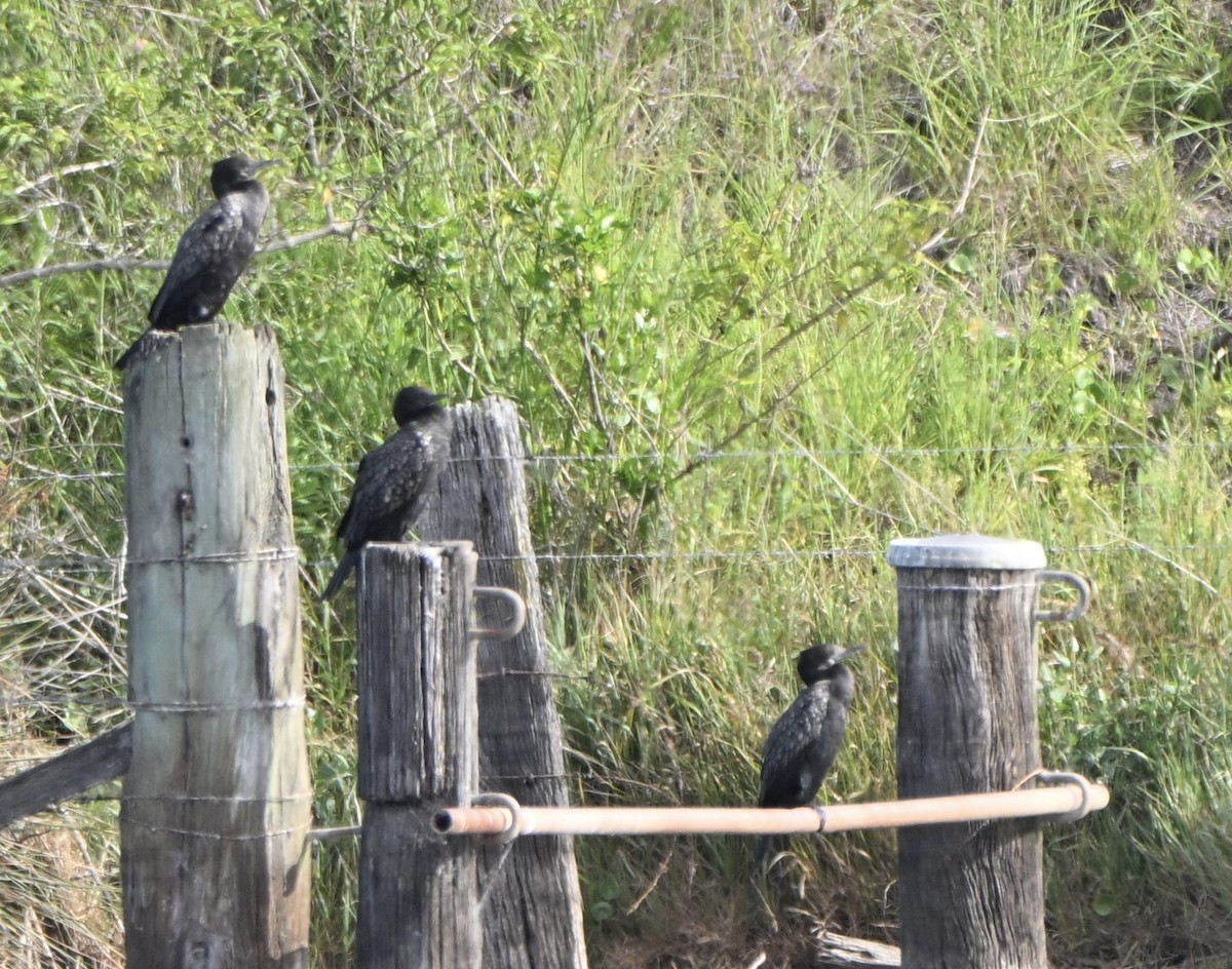 kormorán australský - ML647114388