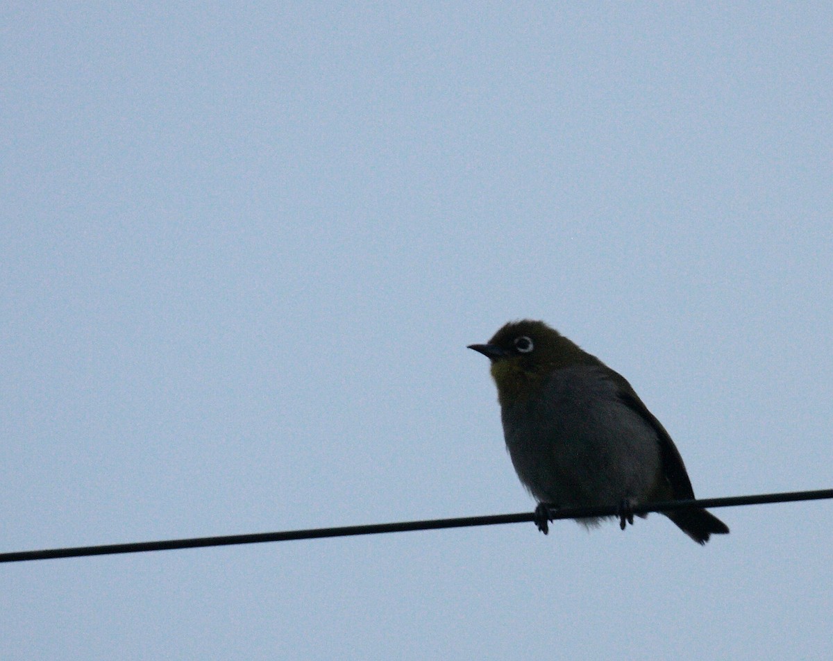 Kapbrillenvogel (capensis) - ML647114397