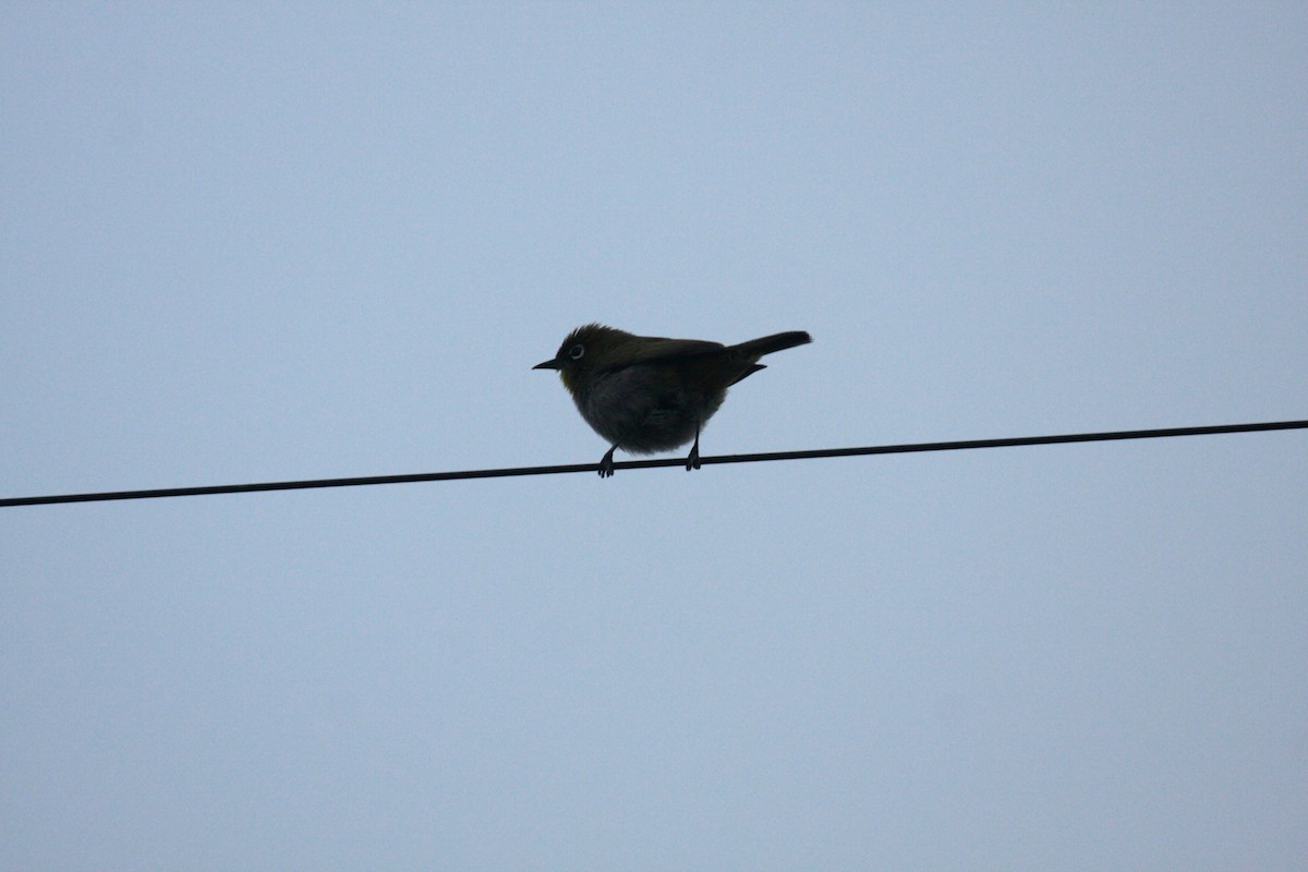 Kapbrillenvogel (capensis) - ML647114399