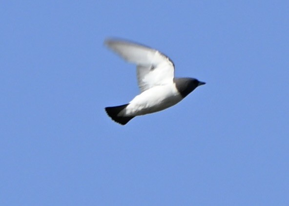 White-breasted Woodswallow - ML647114400