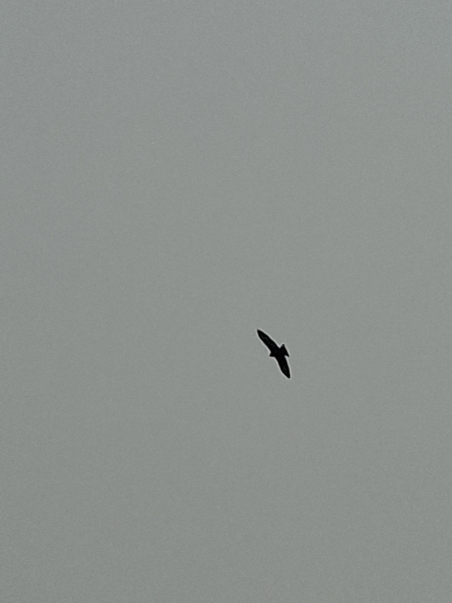 Nibbio bruno - ML647114409