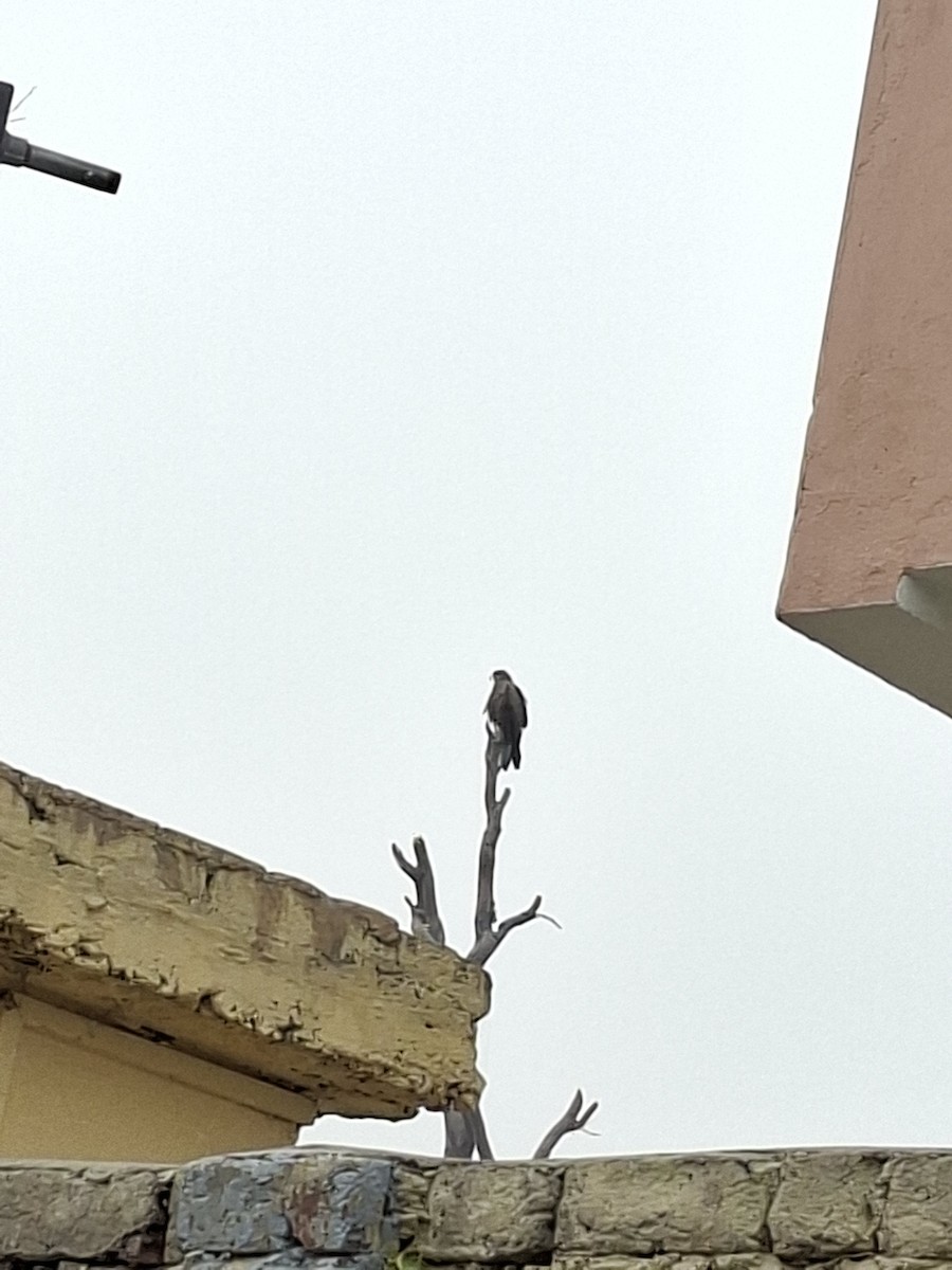 Nibbio bruno - ML647114410