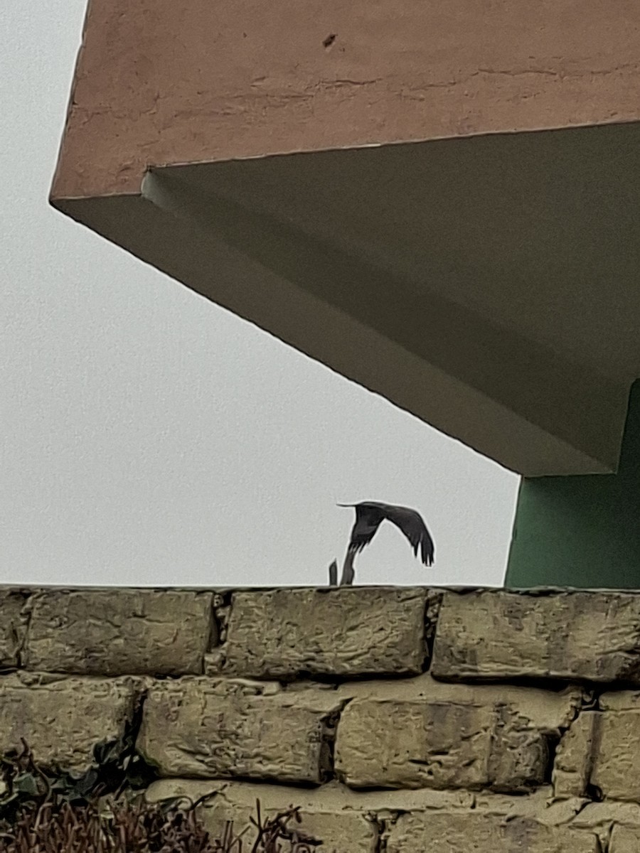 Nibbio bruno - ML647114411