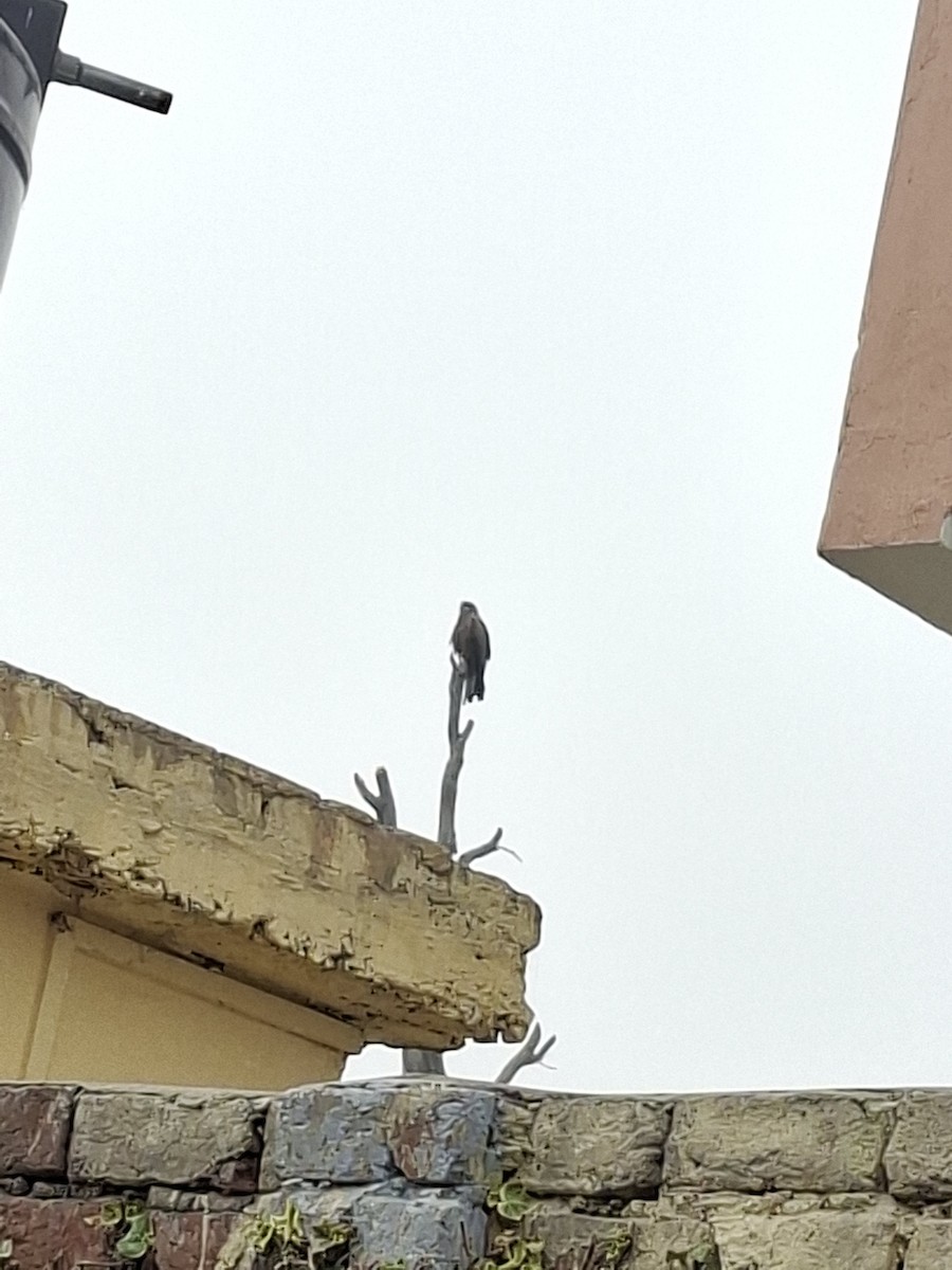 Nibbio bruno - ML647114414