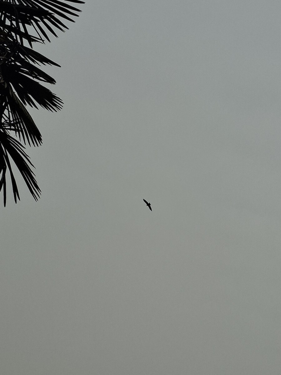 Nibbio bruno - ML647114415