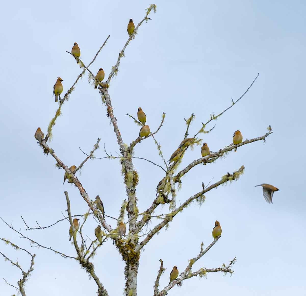Cedar Waxwing - ML647114422