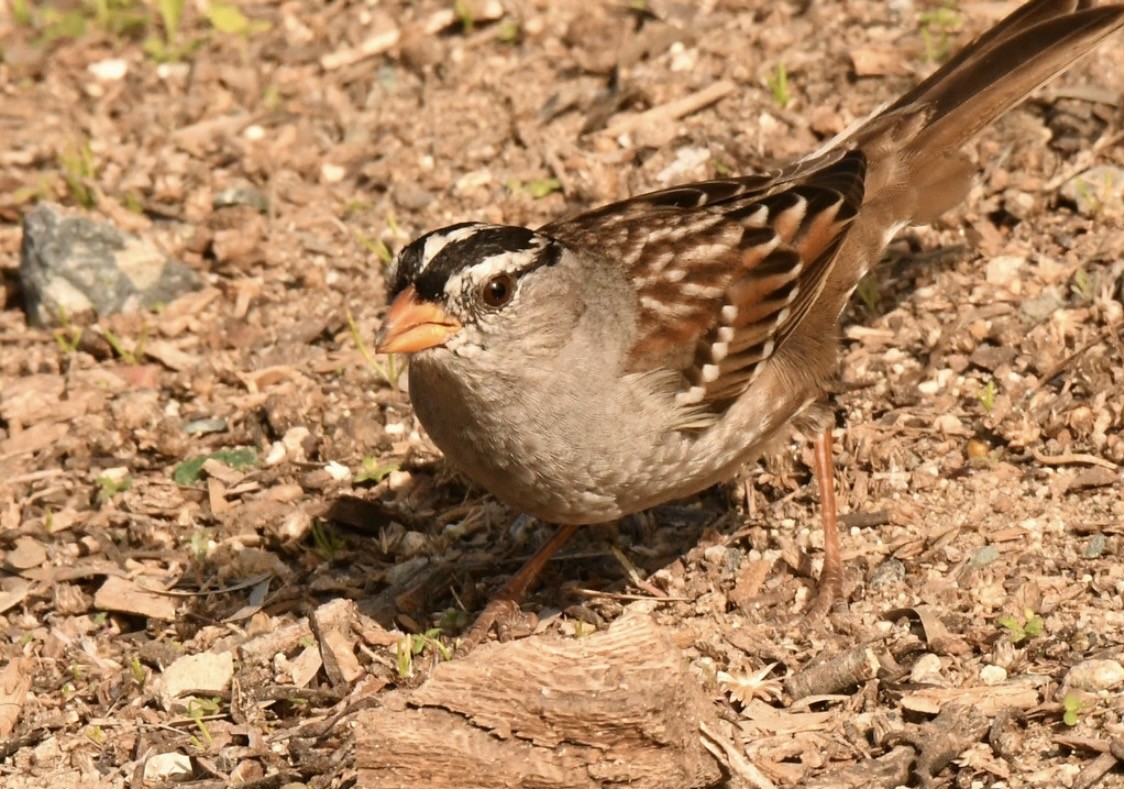 strnadec bělopásý - ML647114424