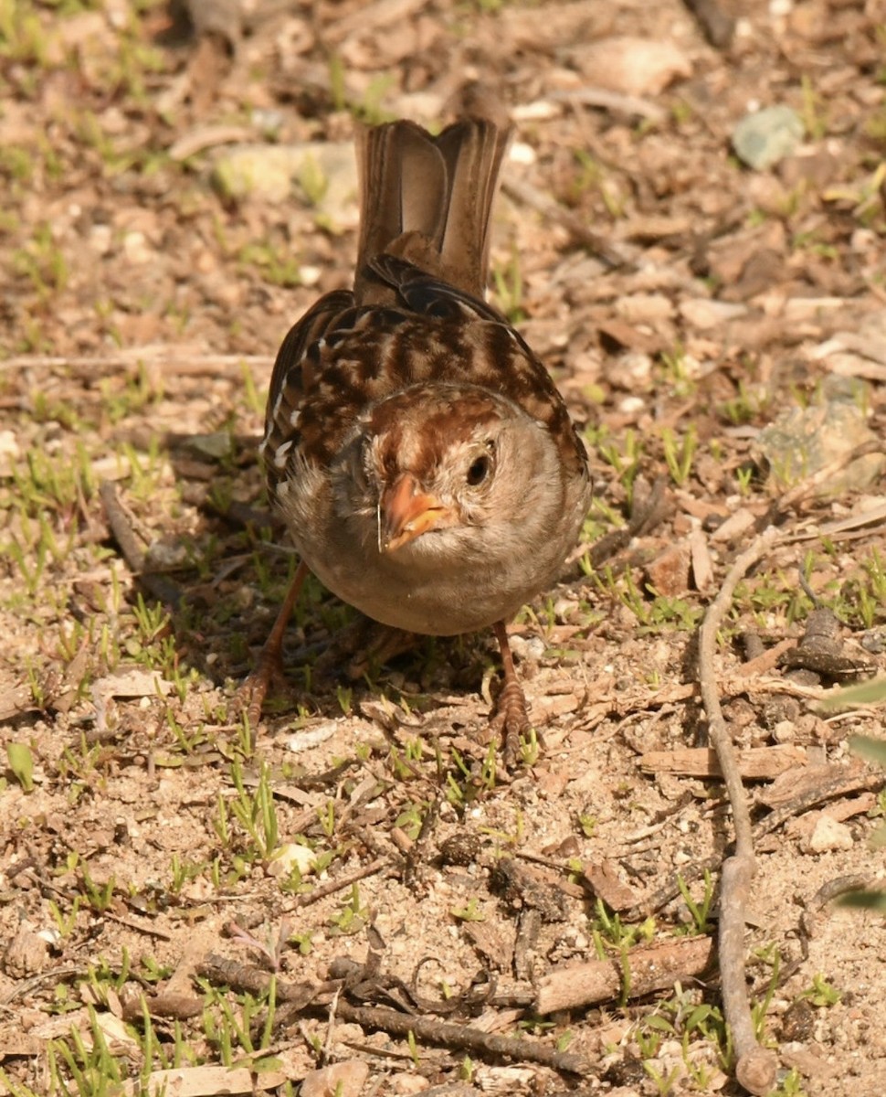 strnadec bělopásý - ML647114425