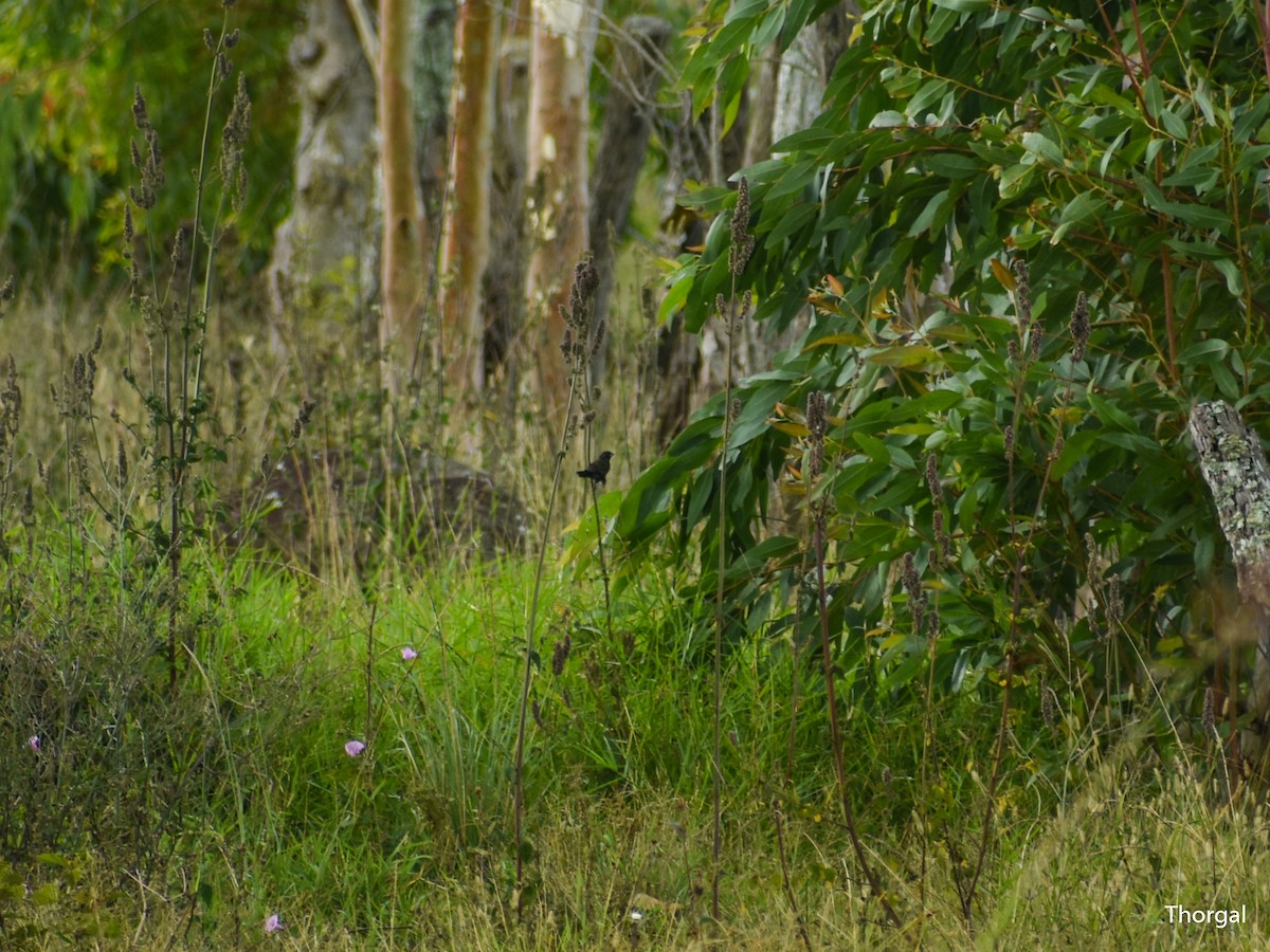 Чёрный просяночник - ML647114426