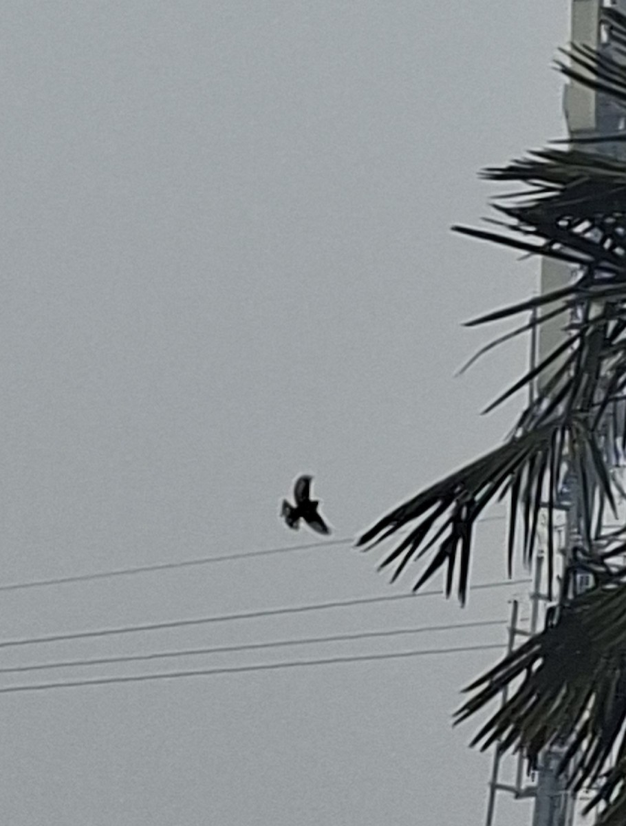 Asian Tit - ML647114437