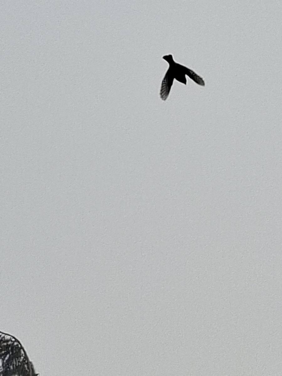 Asian Tit - ML647114438