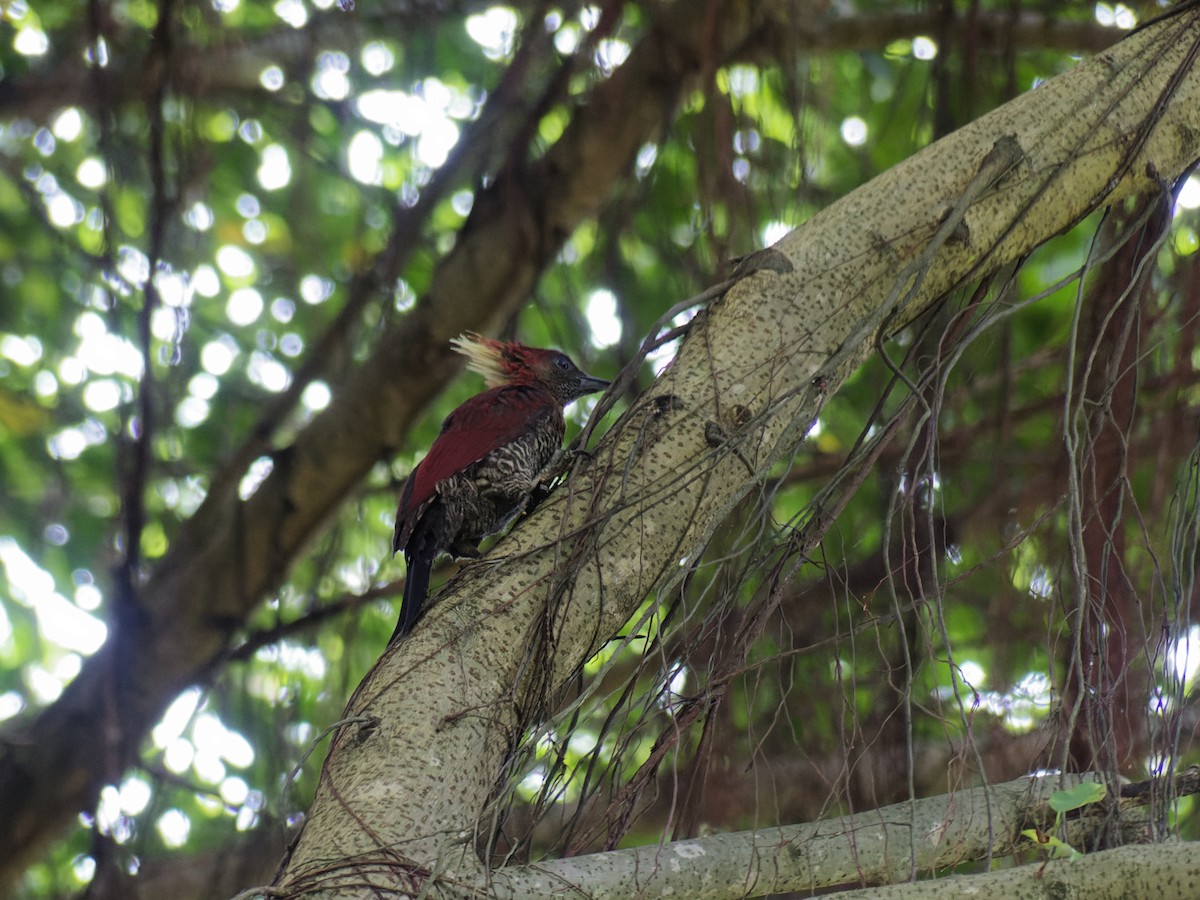 Banded Woodpecker - ML647114456