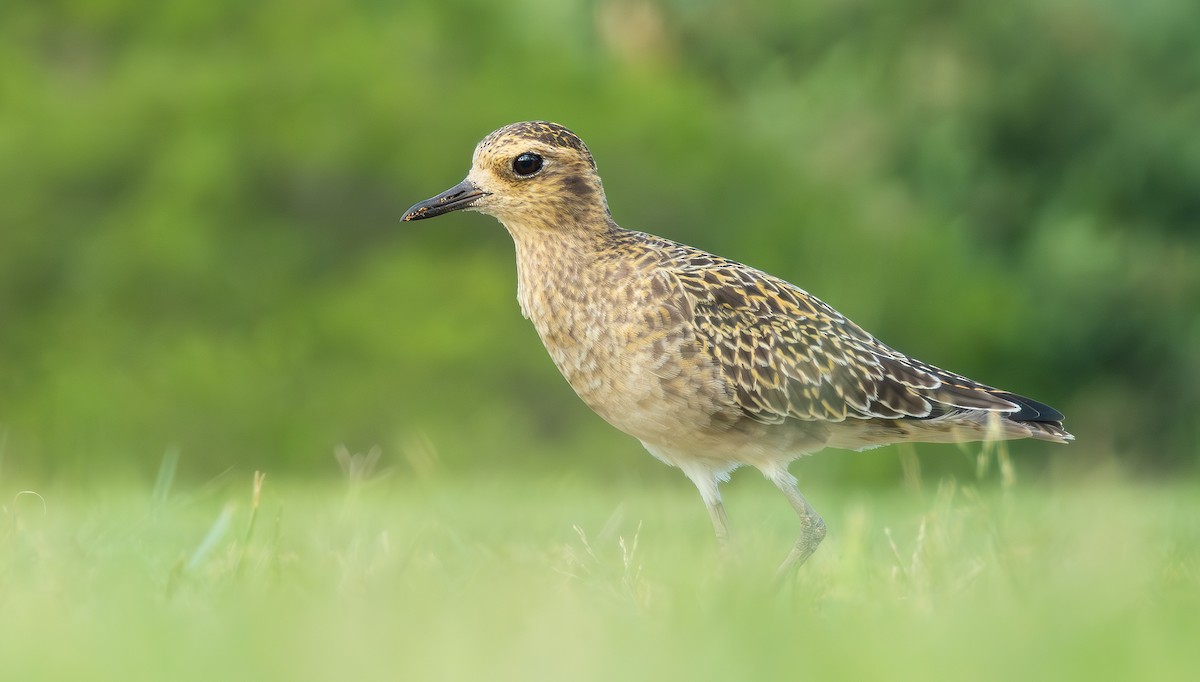 Pacific Golden-Plover - ML647114465
