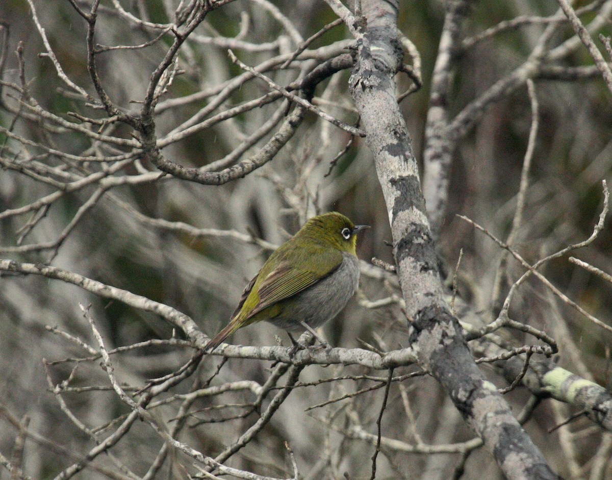 Kapbrillenvogel (capensis) - ML647114466