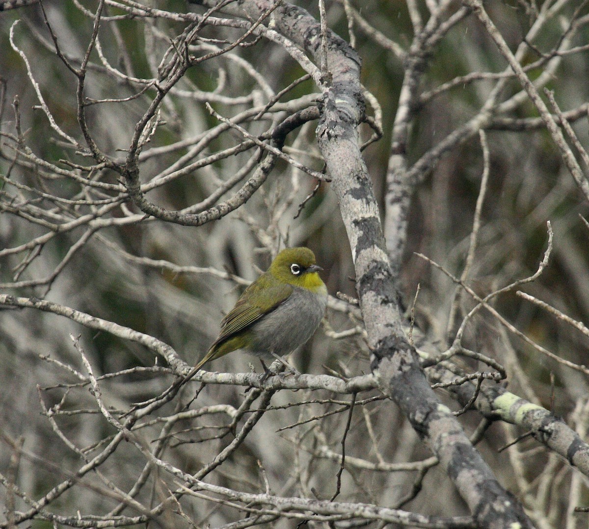 Kapbrillenvogel (capensis) - ML647114467