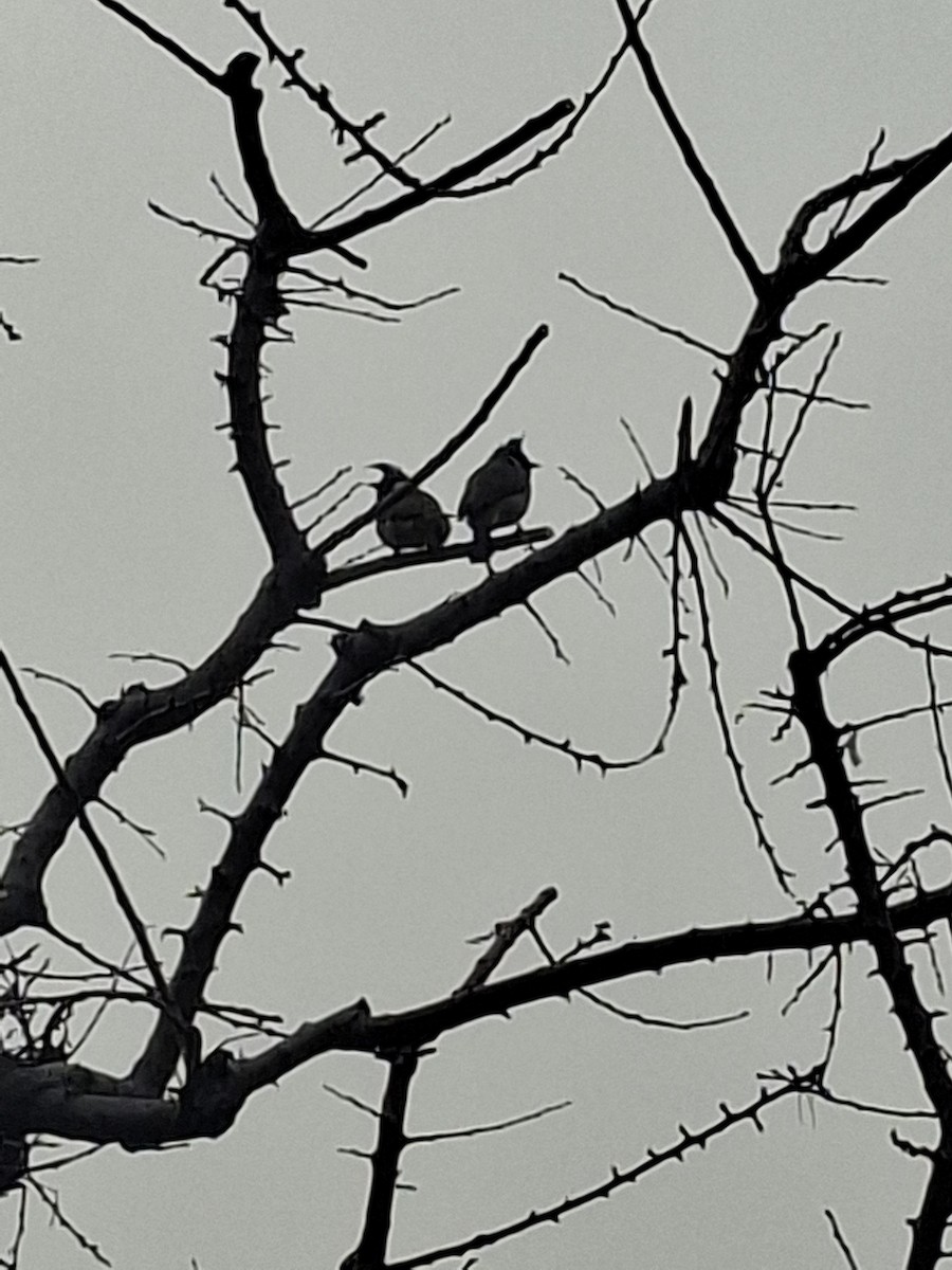 Himalayan Bulbul - ML647114469