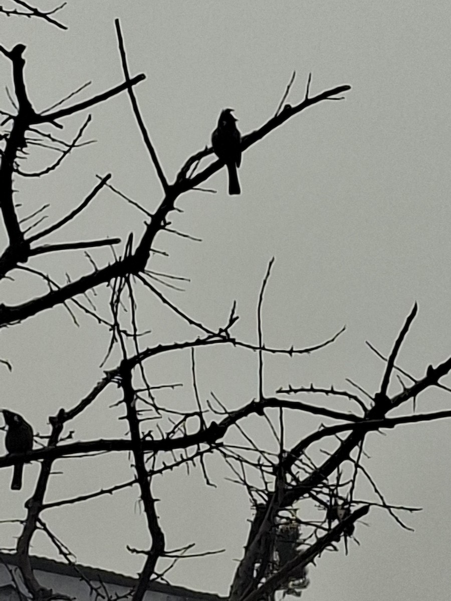 Himalayan Bulbul - ML647114470