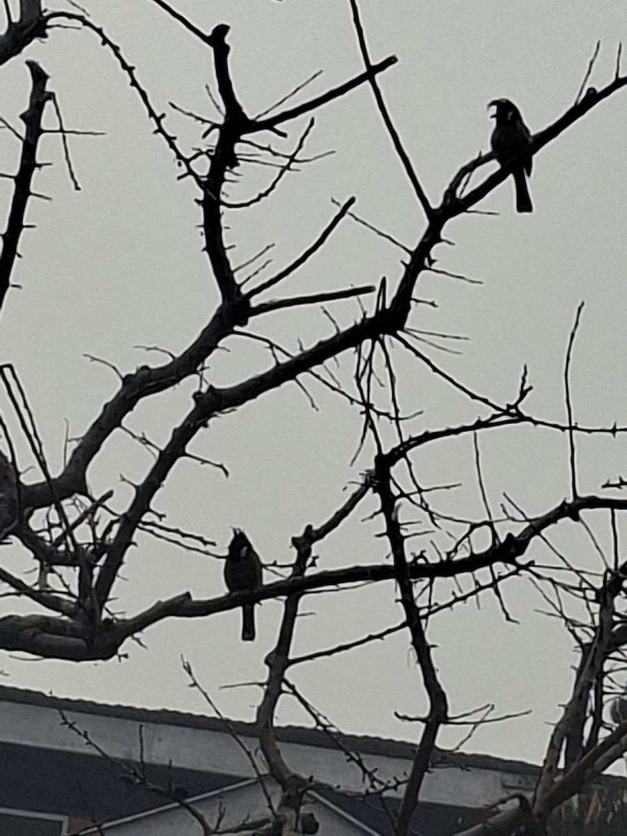 Himalayan Bulbul - ML647114471