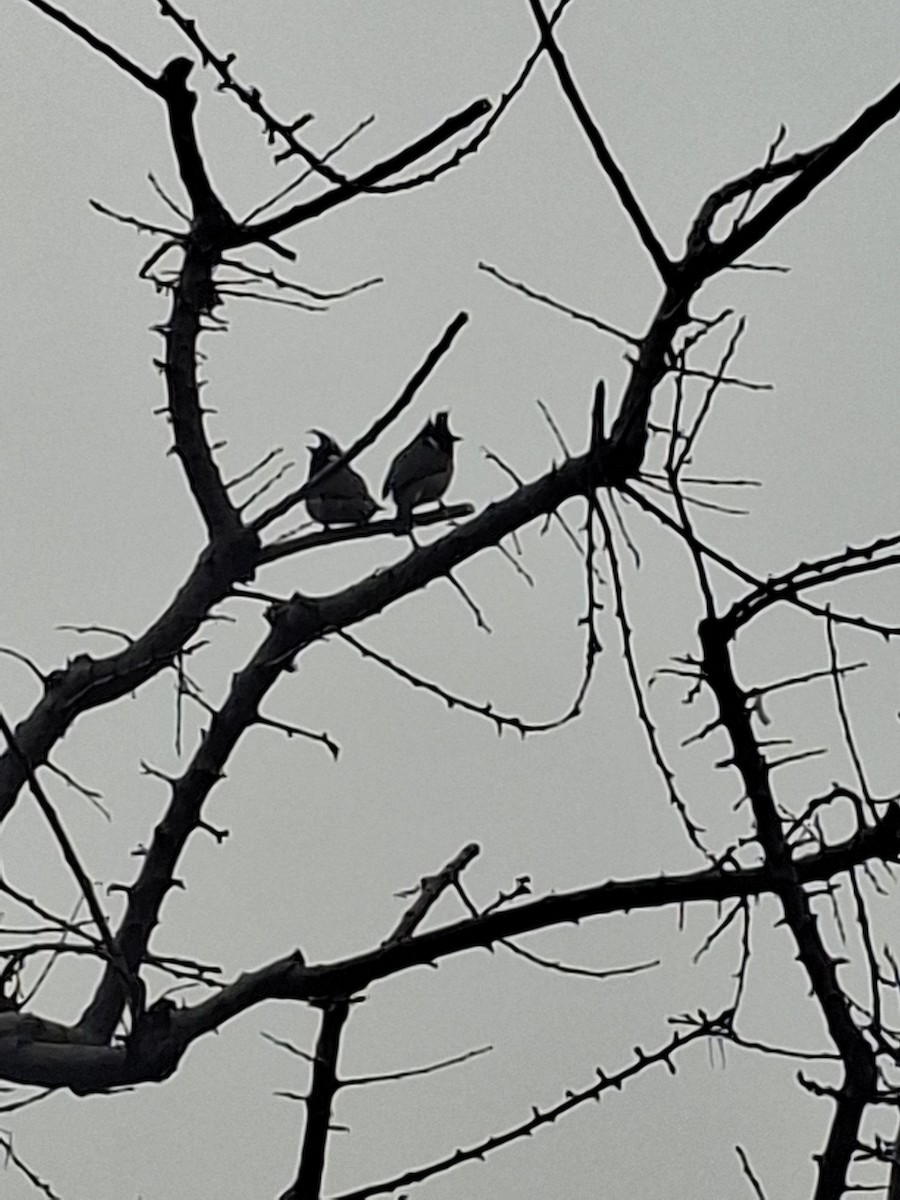 Himalayan Bulbul - ML647114472