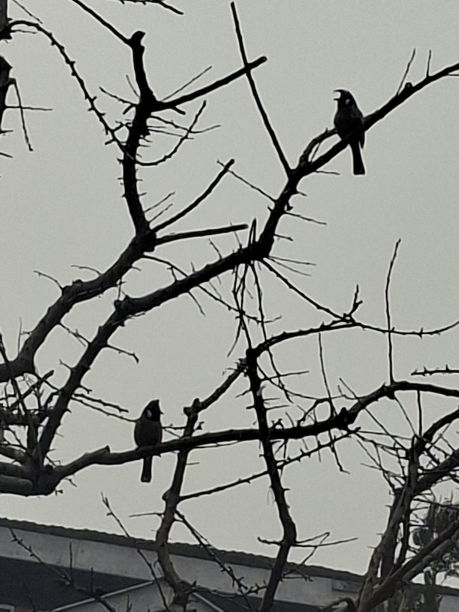Himalayan Bulbul - ML647114474