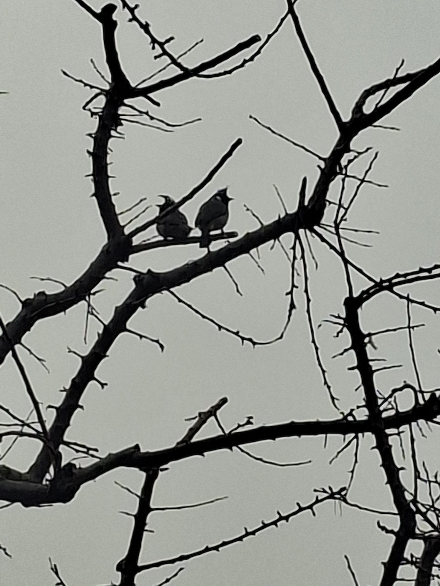 Himalayan Bulbul - ML647114475