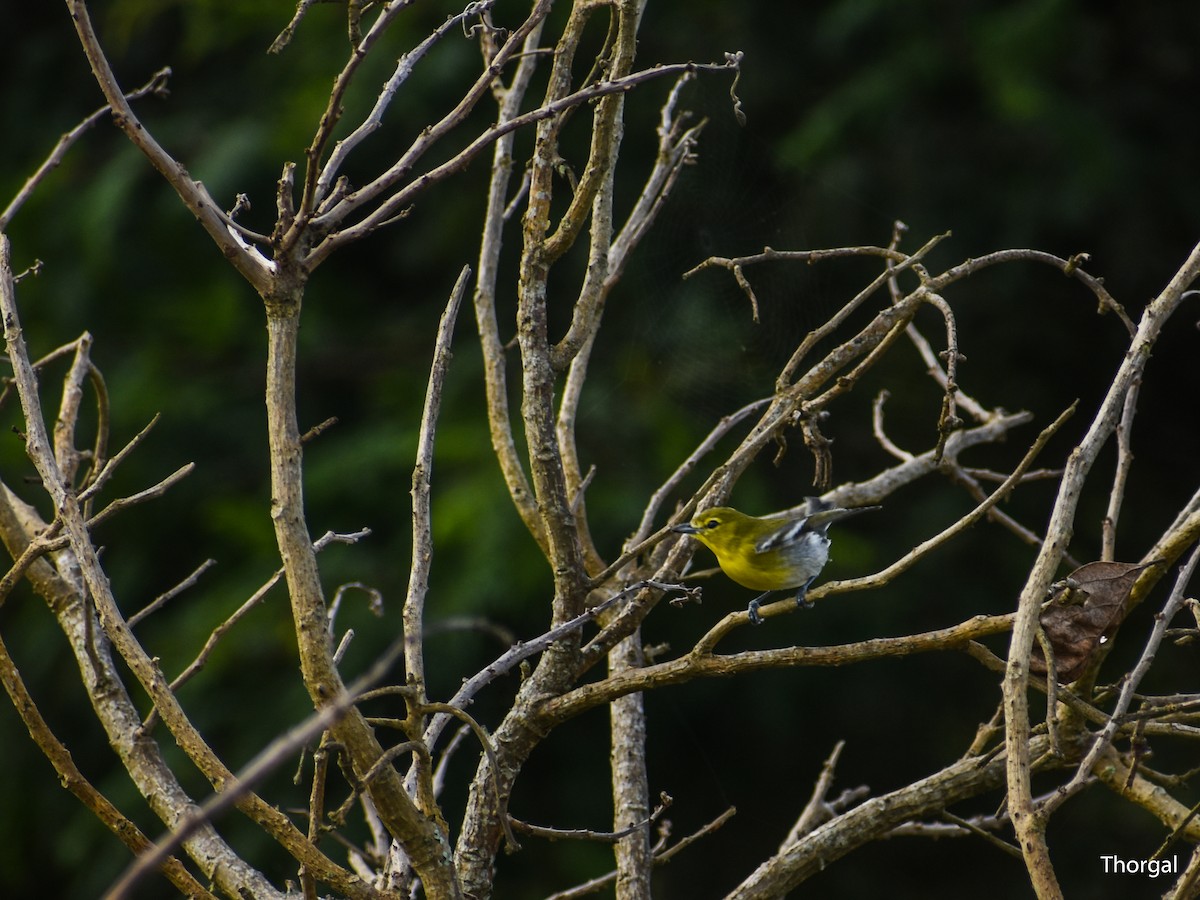 Yellow-throated Vireo - ML647114485